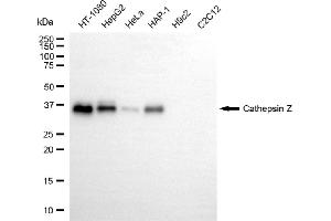 Western blotting analysis using cathepsin Z antibody (ABIN7797942).