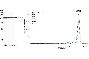 Western Blotting (WB) image for anti-CCCTC-Binding Factor (Zinc Finger Protein) (CTCF) (AA 650-700) antibody (ABIN7453967)