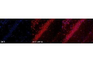 Immunocytochemistry/Immunofluorescence analysis using Rabbit Anti-GRP78 Polyclonal Antibody . (GRP78 antibody  (Atto 594))