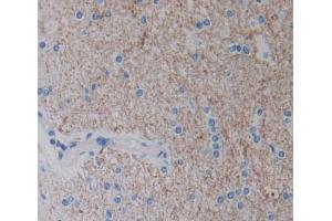 IHC-P analysis of brain tissue, with DAB staining. (EPH Receptor A4 antibody  (AA 621-882))
