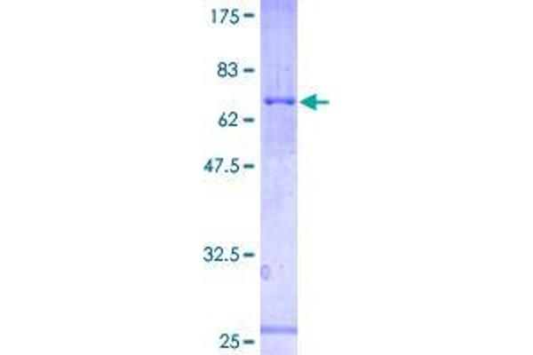 PRSS50 Protein (AA 1-385) (GST tag)