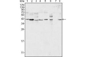 Western blot analysis using ERK2 mouse mAb against Hela (1), NIH/3T3 (2), MCF-7 (3), HEK293 (4), Jurkat (5), A549 (6), NTERA-2 (7) and SMMC-7721 (8) cell lysate. (ERK2 antibody)