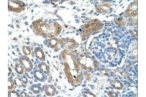Image no. 1 for anti-Tripartite Motif Containing 59 (TRIM59) (AA 251-300) antibody (ABIN203537) (TRIM59 antibody  (AA 251-300))