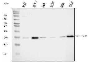 Western blot analysis of MT-CO2 using anti-MT-CO2 antibody (ABIN7599081).