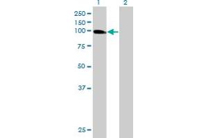 Western Blot analysis of USP13 expression in transfected 293T cell line by USP13 MaxPab polyclonal antibody. (USP13 antibody  (AA 1-863))