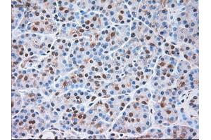 Immunohistochemical staining of paraffin-embedded liver tissue using anti-SIGLEC9mouse monoclonal antibody. (SIGLEC9 antibody)
