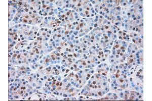 Immunohistochemical staining of paraffin-embedded liver tissue using anti-SIGLEC9mouse monoclonal antibody. (SIGLEC9 antibody)