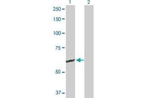 Western Blot analysis of GK2 expression in transfected 293T cell line by GK2 MaxPab polyclonal antibody. (GK2 antibody  (AA 1-553))