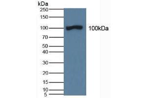 Figure. (DAO antibody  (AA 347-466))