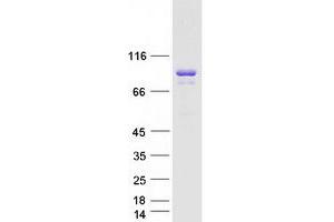 Western Blotting (WB) image for Neuronal Guanine Nucleotide Exchange Factor (NGEF) (Transcript Variant 1) protein (Myc-DYKDDDDK Tag) (ABIN2727241)