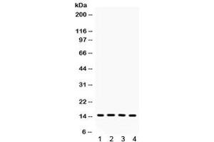 Western blot testing of 1) rat thymus, 2) rat heart, 3) mouse thymus and 4) mouse heart lysate with FABP4 antibody. (FABP4 antibody)