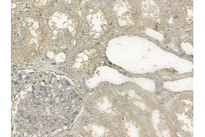 ABIN6256483 and ABIN6267150 at 1/100 staining human normal kidney tissue by IHC-P. (NCF4 antibody  (pThr154))