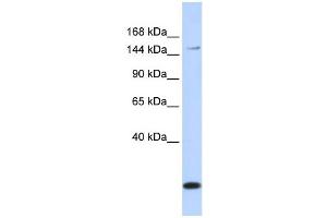 Western Blotting (WB) image for anti-ATP-Binding Cassette, Sub-Family C (CFTR/MRP), Member 3 (ABCC3) antibody (ABIN2458766) (ABCC3 antibody)
