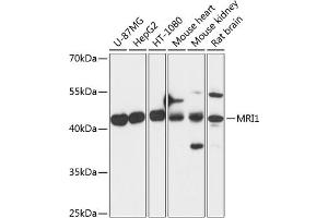 Western blot analysis of extracts of various cell lines, using MRI1 antibody  at 1:3000 dilution. (MRI1 antibody  (AA 1-369))