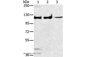 Western blot analysis of Human fetal muscle tissue, A172 and K562 cell, using MAPK7 Polyclonal Antibody at dilution of 1:250 (MAPK7 antibody)