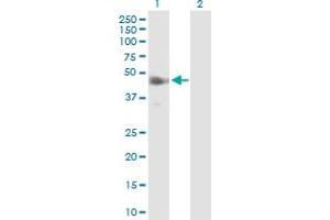 Western Blot analysis of IRF9 expression in transfected 293T cell line by IRF9 MaxPab polyclonal antibody.