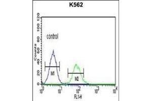 CHEK2 Antibody (N-term) (ABIN1881196 and ABIN2840120) flow cytometric analysis of K562 cells (right histogram) compared to a negative control cell (left histogram). (CHEK2 antibody  (N-Term))
