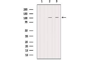 Western blot analysis of extracts from various samples, using PDE6A Antibody.