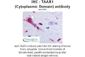Image no. 1 for anti-Trace Amine Associated Receptor 1 (TAAR1) (3rd Cytoplasmic Domain) antibody (ABIN1739853) (TAAR1 antibody  (3rd Cytoplasmic Domain))