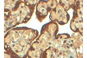 SERPINE1 polyclonal antibody  (4 ug/mL) staining of paraffin embedded human placenta. (PAI1 antibody  (Internal Region))