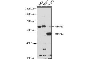 Western blot analysis of extracts of various cell lines, using MMP13 antibody (ABIN7268418) at 1:1000 dilution. (MMP13 antibody  (AA 262-471))