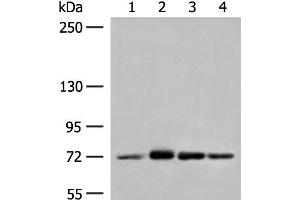 Western blot analysis of Jurkat cell Mouse heart tissue A172 HepG2 cell lysates using MCCC1 Polyclonal Antibody at dilution of 1:350