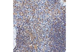 IHC analysis of SH2D4A using anti-SH2D4A antibody (ABIN7601695). (SH2D4A antibody  (AA 42-454))