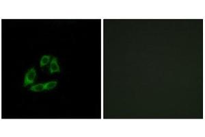 Immunofluorescence (IF) image for anti-ADP-Ribosylation Factor Interacting Protein 1 (ARFIP1) (C-Term) antibody (ABIN1850795) (ARFIP1 antibody  (C-Term))
