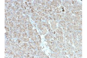 Formalin-fixed, paraffin-embedded human pancreas stained with CELA3B Recombinant Mouse Monoclonal Antibody (rCELA3B/1811)