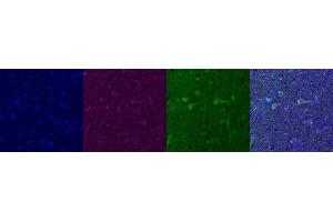 Immunohistochemistry (IHC) image for anti-Glutamate Receptor 1 (GLUR1) antibody (ABIN7455993) (Glutamate Receptor 1 antibody)