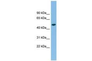 Image no. 1 for anti-Protein tyrosine Phosphatase, Receptor Type, R (PTPRR) (AA 107-156) antibody (ABIN6744799) (PTPRR antibody  (AA 107-156))