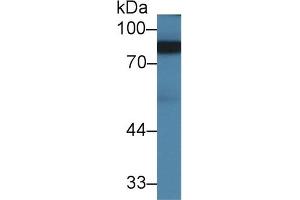 Detection of ABP1 in Mouse Placenta lysate using Polyclonal Antibody to Amiloride Binding Protein 1 (ABP1) (DAO antibody  (AA 292-460))