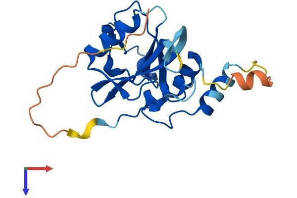 JOSD1 Protein (AA 1-202) (His tag)