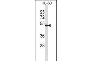 NA Antibody (C-term) (ABIN1537147 and ABIN2850024) western blot analysis in HL-60 cell line lysates (35 μg/lane). (NAAA antibody  (C-Term))