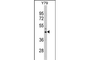 Western blot analysis of PSMD13 Antibody (C-term) (ABIN389455 and ABIN2839521) in Y79 cell line lysates (35 μg/lane).