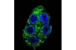 Immunofluorescence (IF) image for anti-Dimethylarginine Dimethylaminohydrolase 1 (DDAH1) antibody (ABIN3001702) (DDAH1 antibody)