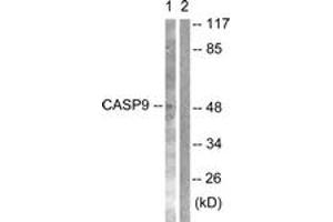 Western blot analysis of extracts from NIH-3T3 cells, treated with TNF-a 20ng/ml 30', using Caspase 9 (Ab-125) Antibody. (Caspase 9 antibody  (AA 91-140))