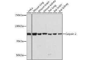 Western blot analysis of extracts of various cell lines, using Calpain 2 Rabbit mAb (ABIN1682430, ABIN3018487, ABIN3018488 and ABIN7101618) at 1:1000 dilution. (Calpain 2 antibody)