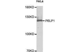 Western Blotting (WB) image for anti-Proline-, Glutamic Acid- and Leucine-Rich Protein 1 (PELP1) (AA 1021-1180) antibody (ABIN3023502) (PELP1 antibody  (AA 1021-1180))