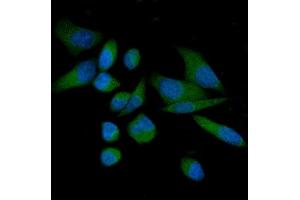 IF analysis of THEM4 using anti-THEM4 antibody (ABIN7599140).