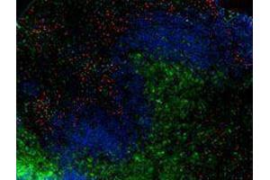 Immunofluorescence (IF) image for anti-Integrin alpha M (ITGAM) antibody (Alexa Fluor 594) (ABIN2656815) (CD11b antibody  (Alexa Fluor 594))