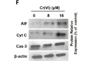Cr(VI) induced mitochondrial-related cytotoxicity. (Caspase 3 antibody)