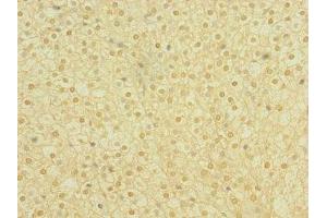 Immunohistochemistry of paraffin-embedded human adrenal gland tissue using ABIN7163699 at dilution of 1:100