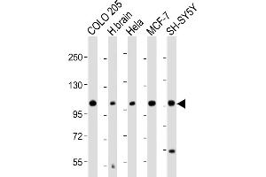 All lanes : Anti-KCNH1 Antibody (C-Term) at 1:2000 dilution Lane 1: COLO 205 whole cell lysate Lane 2: Human brain lysate Lane 3: Hela whole cell lysate Lane 4: MCF-7 whole cell lysate Lane 5: SH-SY5Y whole cell lysate Lysates/proteins at 20 μg per lane.