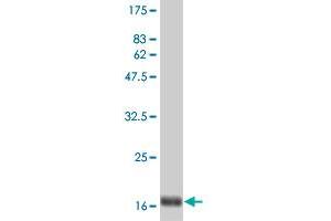 Western Blot detection against Immunogen (19. (IFNA2 antibody  (AA 24-188))