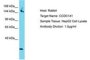 Image no. 1 for anti-Coiled-Coil Domain Containing 141 (CCDC141) (AA 639-688) antibody (ABIN6750788) (CCDC141 antibody  (AA 639-688))