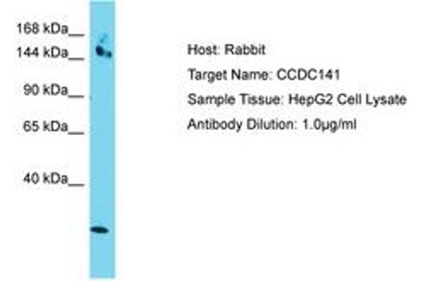 CCDC141 antibody  (AA 639-688)