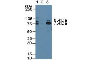 Western blot analysis of (1) Rat Blood Cells, (2) Human Platelet Cells and (3) Rat Serum.