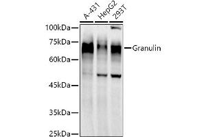 Western blot analysis of extracts of various cell lines, using Granulin antibody  at 1:1000 dilution. (Granulin antibody)