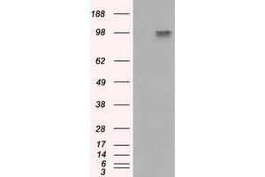 Image no. 6 for anti-Amyloid beta (A4) Precursor Protein (APP) antibody (ABIN1496877) (APP antibody)